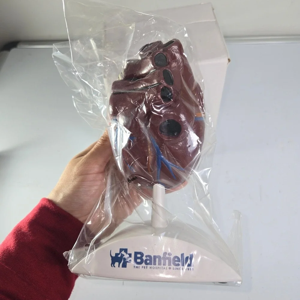 Banfield Heart Model Anatomical Model with Labels Veterinary Dog‎ Cat